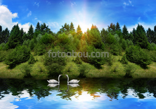 озеро, лебеди, лес, деревья, небо, облака, солнце