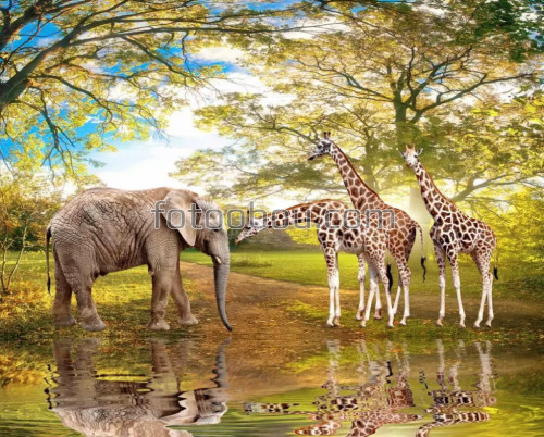 Дикая природа, слон, жираф, лес