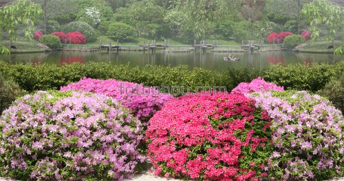 парк, озеро, цветы, деревья, лебеди
