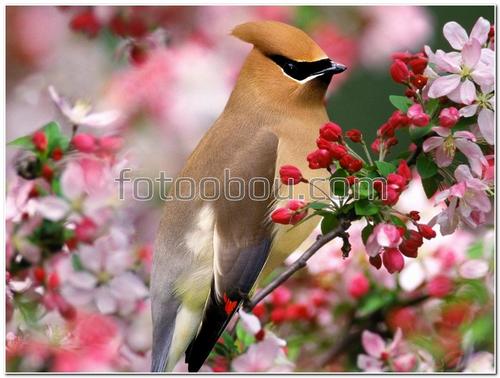 животные, птичка, веточка, весна, яблоня, цветы