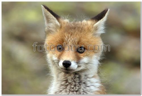 животные, лисенок, маленький, мордочка