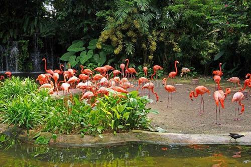 птицы, фламинго, природа, сафари, вода