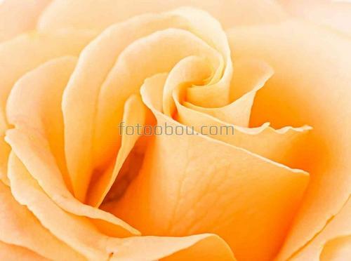 роза, цветок, лепестки, природа