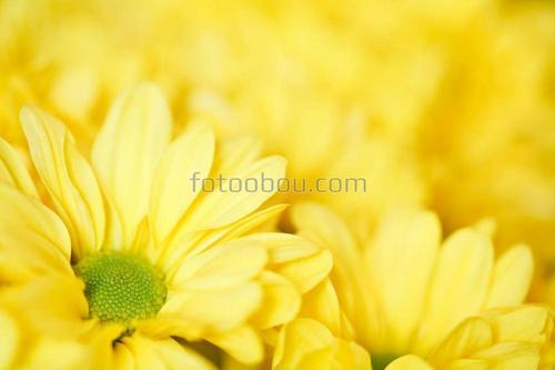 природа, цветы, поле, трава, ромашки