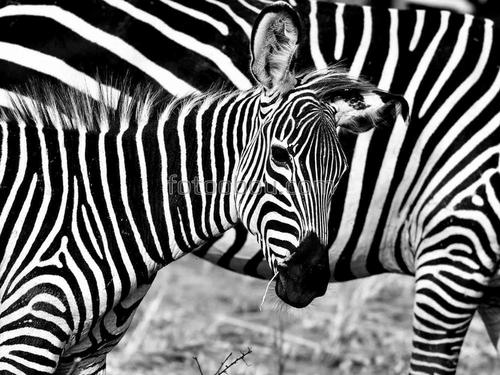 зебра, животные, природа