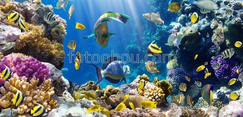 море, рыбы, океан, подводный мир, кораллы