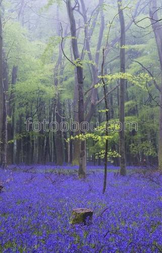 лес, цветы, синий, пенек