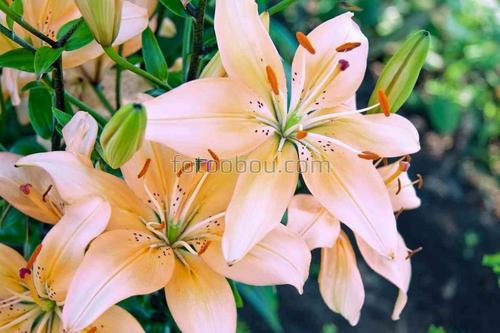 цветы, природа, бутон,лилии,сад