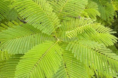 природа, трава, папоротник, листья