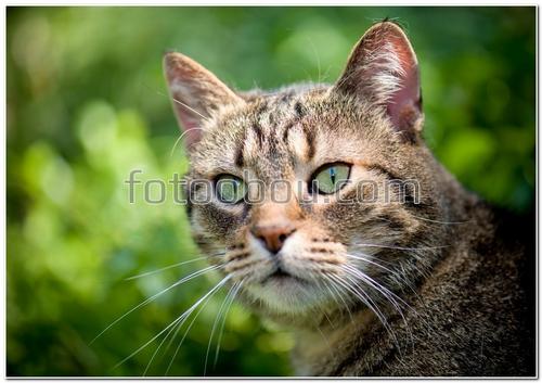 животные, кошка, пятнистая кошка с зелеными глазами, деревья, листья