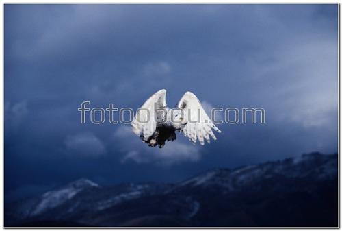 животные, птицы, сова, белая сова, небо, ночь, горы, тучи