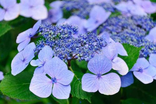 цветы, гортензия, букет, природа