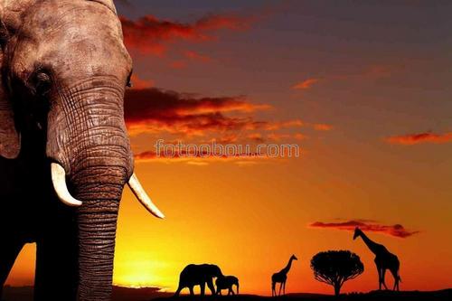 африка, слоны, жирафы, закат, природа