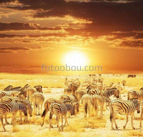 животные, природа, саванна, зебры, африка, сафари