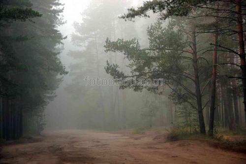 Природа, туман, лес, дорога