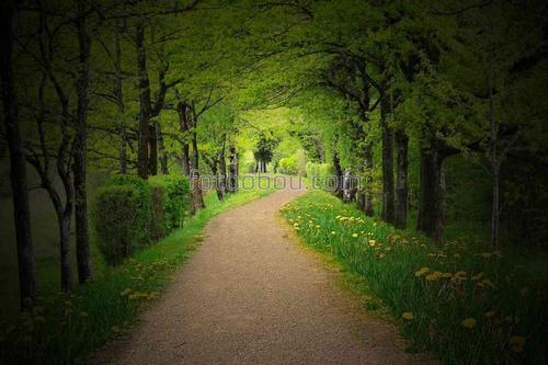 Лес, дорога, деревья, природа