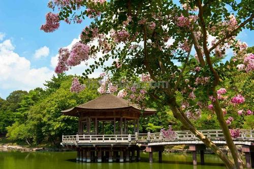 природа, сад, парк, восток, озеро, сакура