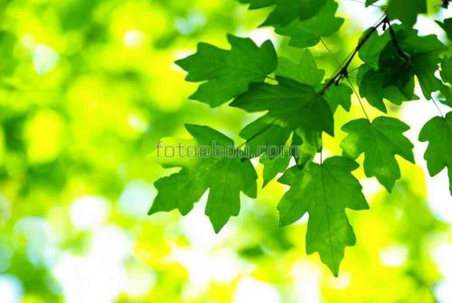 ветки, природа, листья