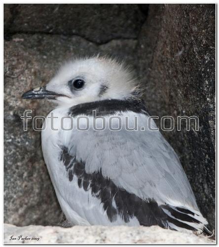 животные, птичка, белая, серая, пушистая