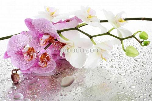 цветы, орхидея, веточка, нежное, бутоны