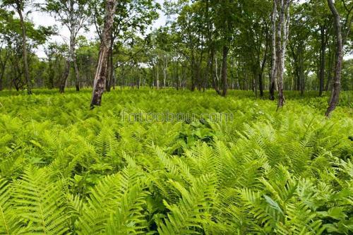 природа, лес, трава, папоротник, деревья