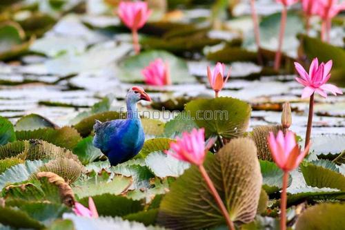 животные, природа, цветы, лилии, болото, птицы