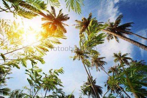 пальмы, лето, небо, солнце, природа