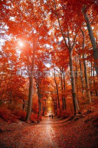 природа, осень, лес, деревья, листья, рассвет