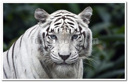 животные, тигр, белый, хищник