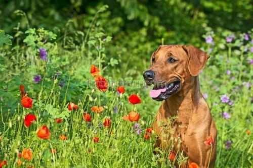 природа, цветы, трава, животные, собаки