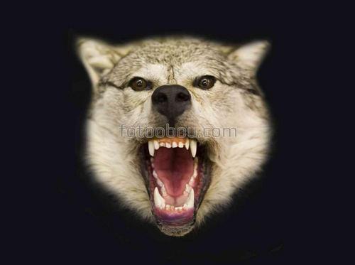волк, природа, животные, хищник, зубы