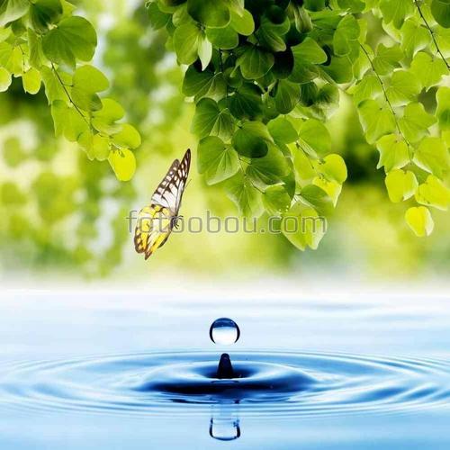 природа, бабочки, капля, вода, листья, ветви