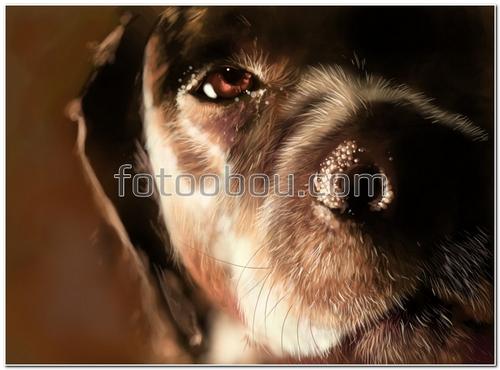 животные, собака, щенок, мордочка