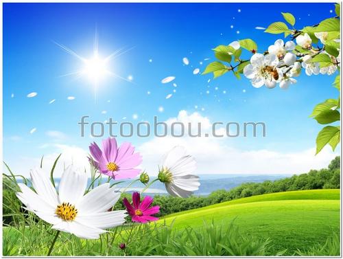 поле, лужайка, цветы, солнце, небо, облака,