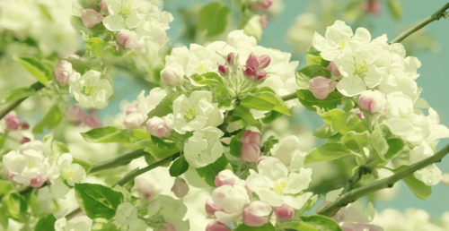 дерево ,яблони ,цветы ,ягоды