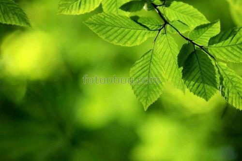 листья, ветки, природа, лето