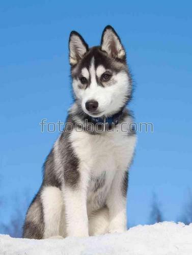 собака, хаски, снег, природа