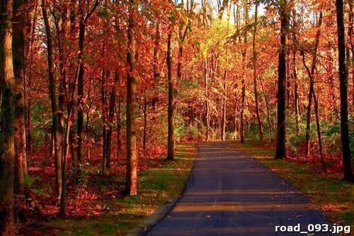Мир, осеннего, леса, деревья, листья, красный, оранжевый, золотой
