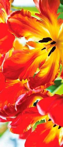 цветы, желтый, красный