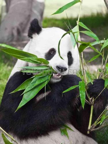 панда, листья, животные, бамбук, природа