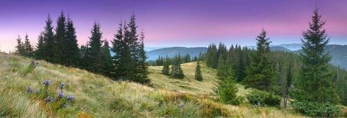 трава, лес, деревья, ели, небо, сиреневый, розовый, голубой