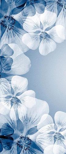 цветы, синие, белые