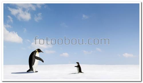 животные, пингвин, пингвиненок, небо, облака, снег