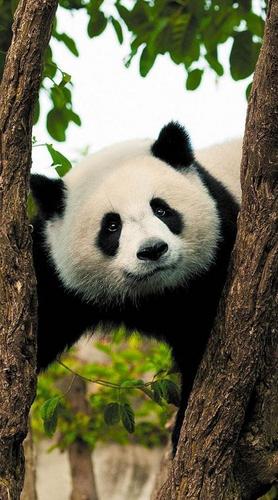 панда, черный, белый, зеленый, дерево