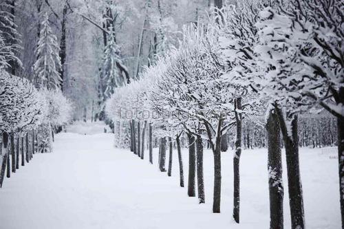 сад, лес, природа, деревья, зима, снег