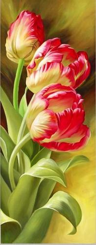 цветы, тюльпаны