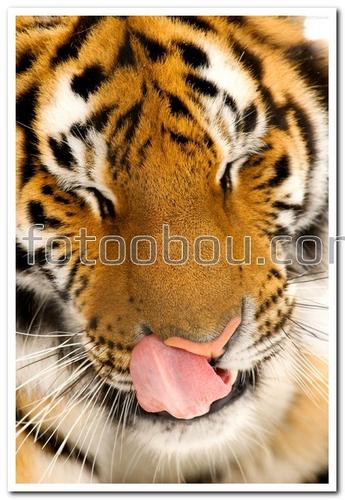 животные, тигр, хищник, язык, мордочка