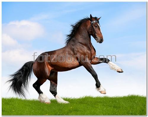 животные, лошадь, конь, небо, облака, трава