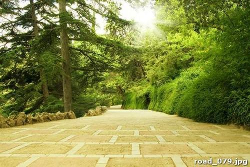 Широкая, дорога, деревья, трава