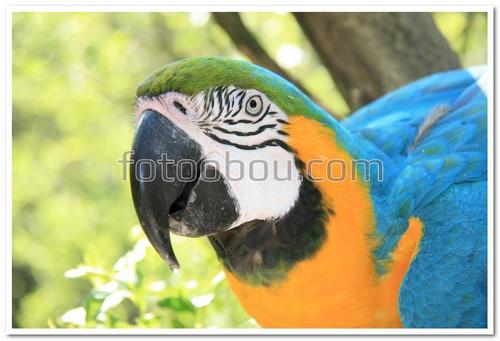 попугай, птица, Ара, животные, сафари